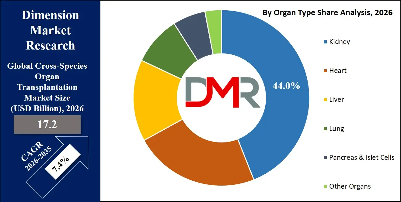 Cross Species Organ Transplantation Market By Organ Type Share Analysis