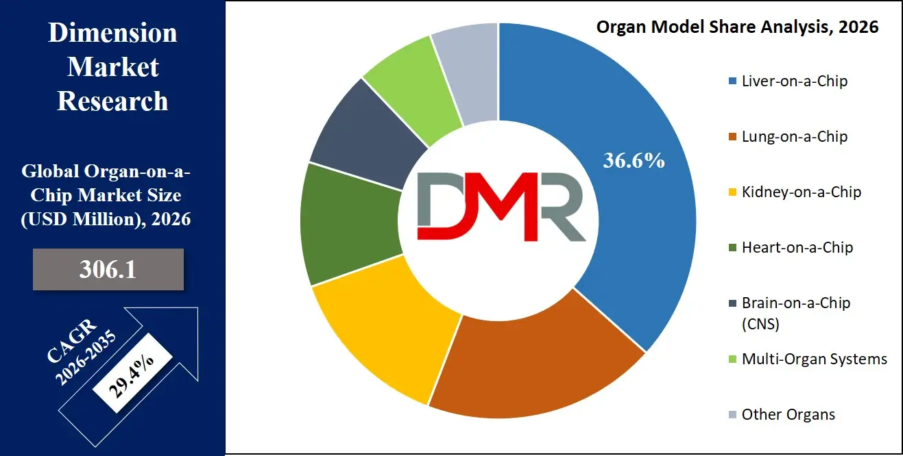 Organ on a Chip Market Organ Model Share Analysis
